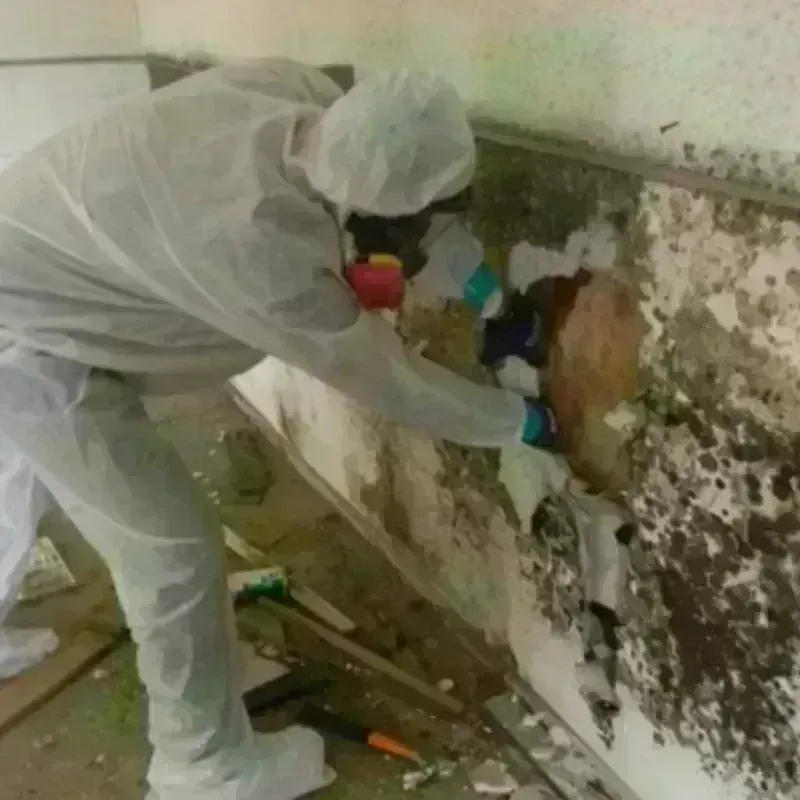 Mold Remediation and Removal in Grant County, NE